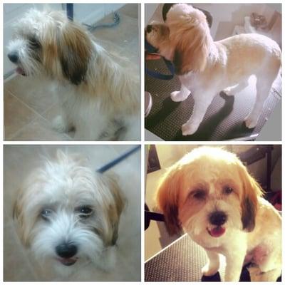 Mahaganie's Paw Palace