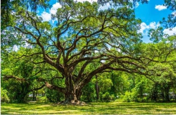T&T Tree Trimming and Removal Service