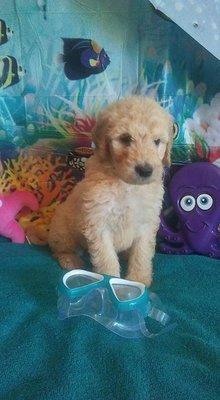 Meet Chauncey my very first puppy