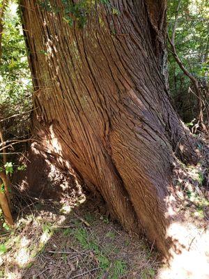 Camp Robbinswold Ranger