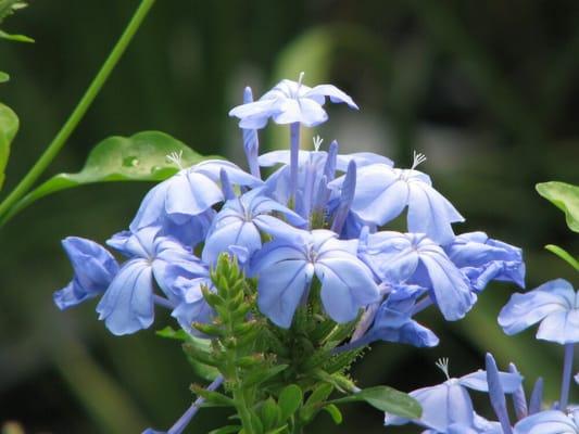 The Garden At Braselton