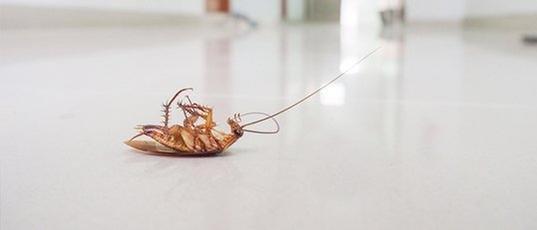 MDM Pest & Termite Control