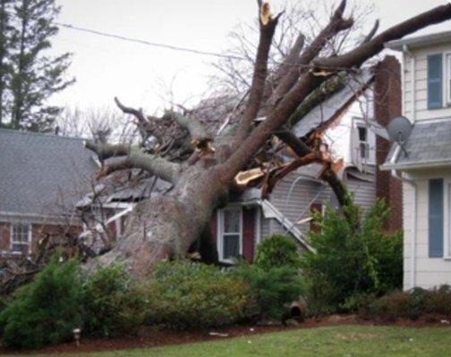 Dead or Alive Tree Service