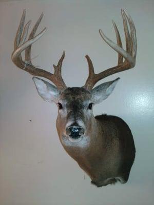 H & H Taxidermy