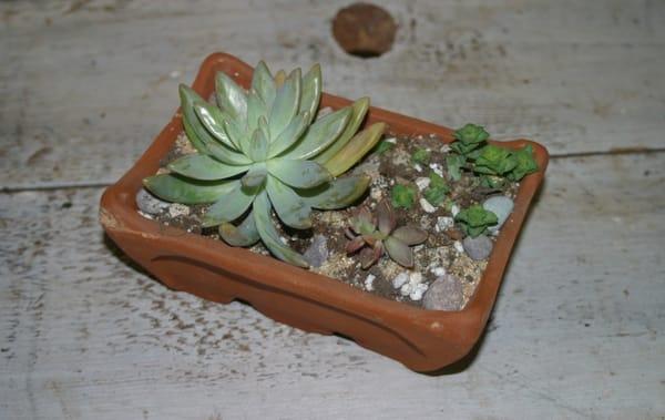 Some cute house plants available here.