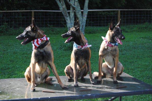 Morning Star Malinois