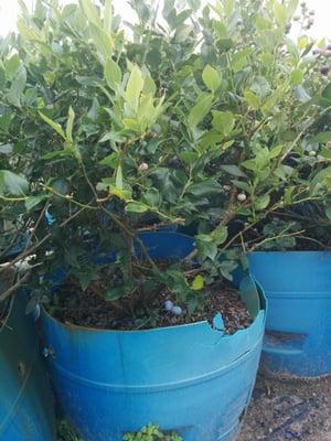 Alpha Growers Blueberry Farm