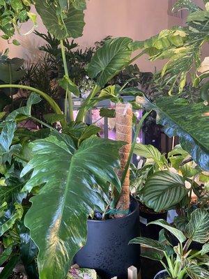 Plantita Atbp. By Alessandra 1829 Mt. Diablo Blvd Ste B Walnut Creek CA Thu-Sun 11am-7pm