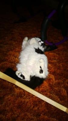 Kitty rolls over for their Vet