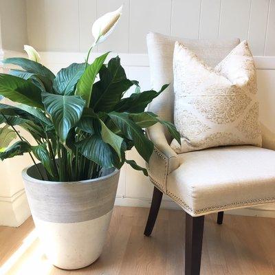 Peace Lily clarifying our air and beautifying our space.