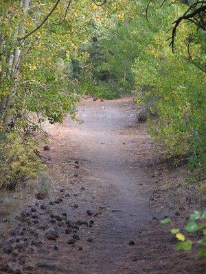 Thomas Creek trail... soothing photos of nature are very healing. Learn more at www.ashramcoaching.com