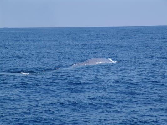 Blue Whales