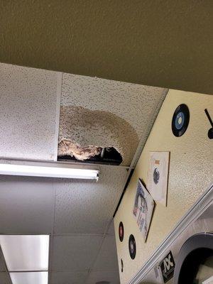 Downtown Wash N Fold