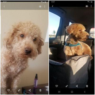 left photo is what HE LOOKED LIKE WHEN HE WAS PICK UPThey are horrible Rght photo is what he looked like after his last grooming.
