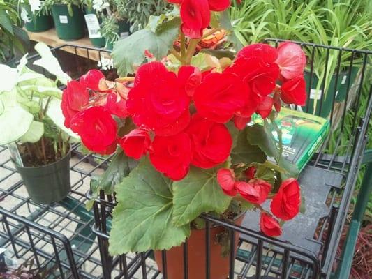 Photo of Christopher B.