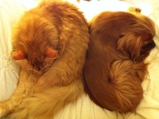 Photo of Benji And Whisker's M.