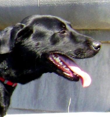 Photo of Samdog L.
