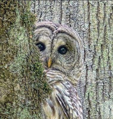 photo of Cratchet S.