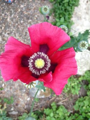 Photo of Gretchen P.