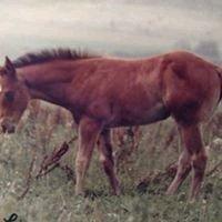 Photo of Marcie P.