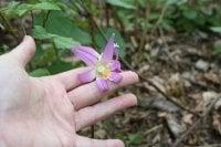 photo of Charline P.