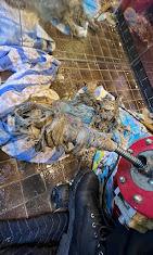 Anthony's Any Sewer Any Drain LLC.