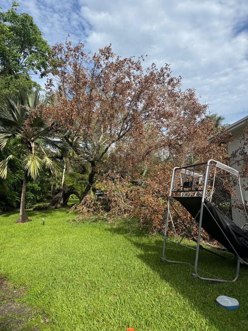 Tropical South Tree Services