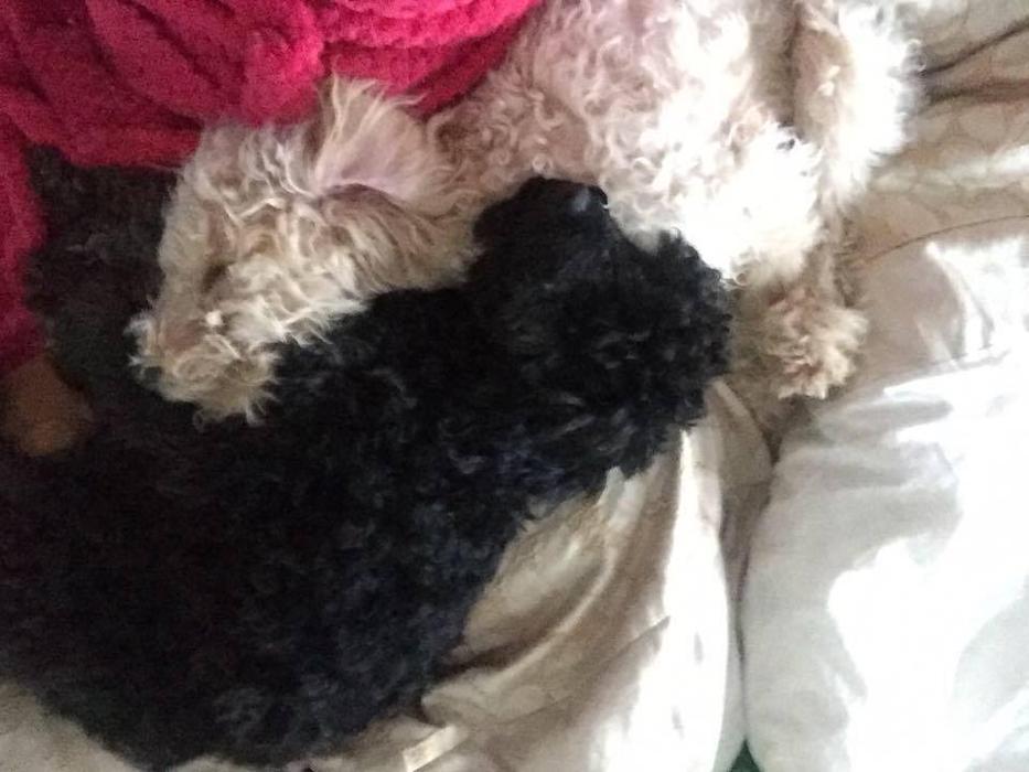 BOTTEN'S DOODLES LTD