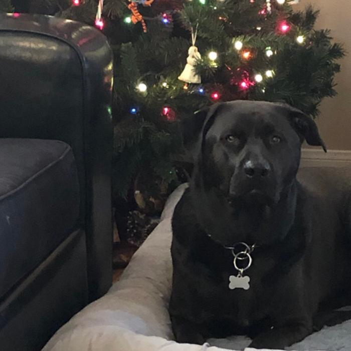 Nancy's Pet Care Service LV