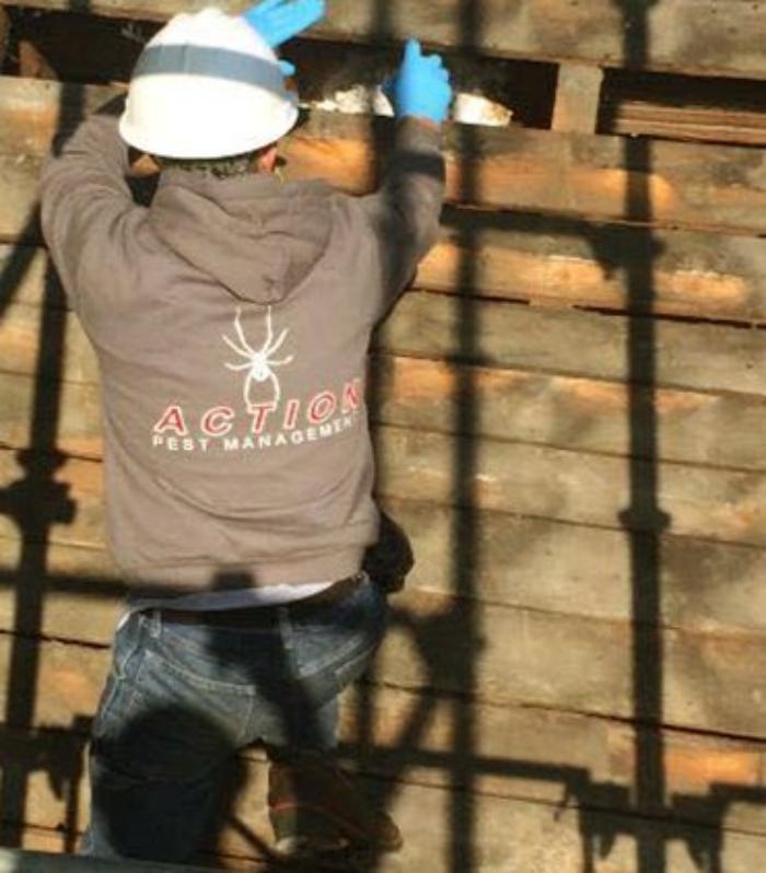 Action Pest Management