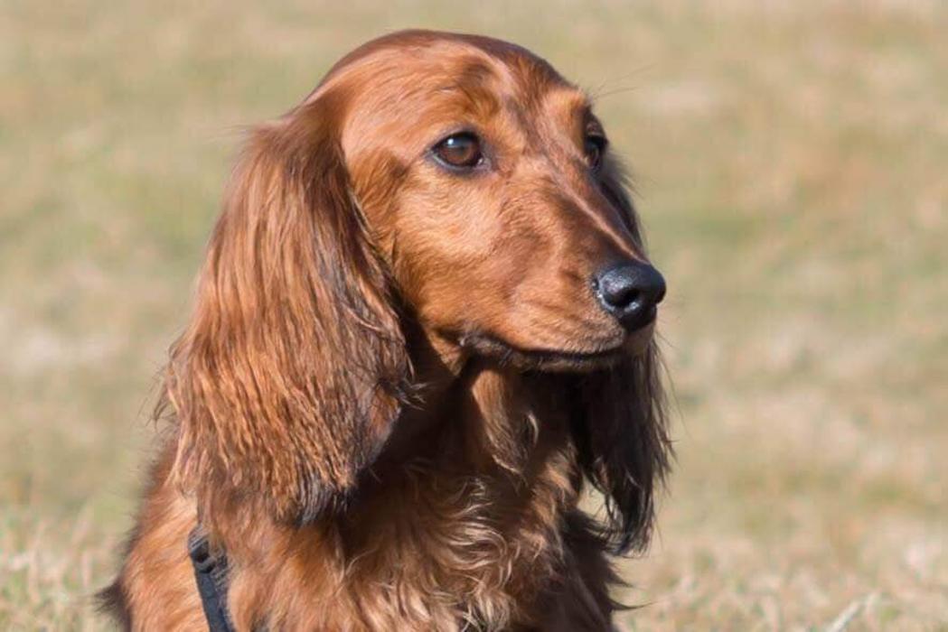 The Dachshund Nanny home boarding & daycare