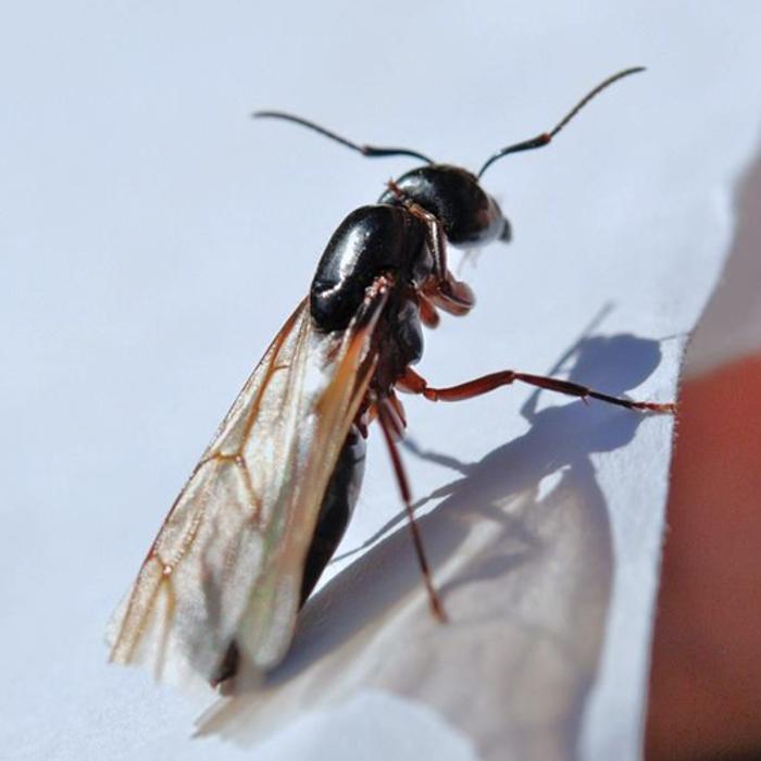 Pest Professionals - Kettering and Corby