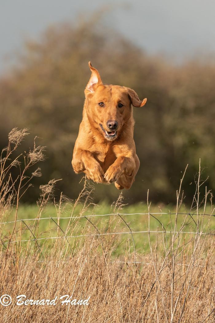 Paragon Retrievers & Gun Dogs