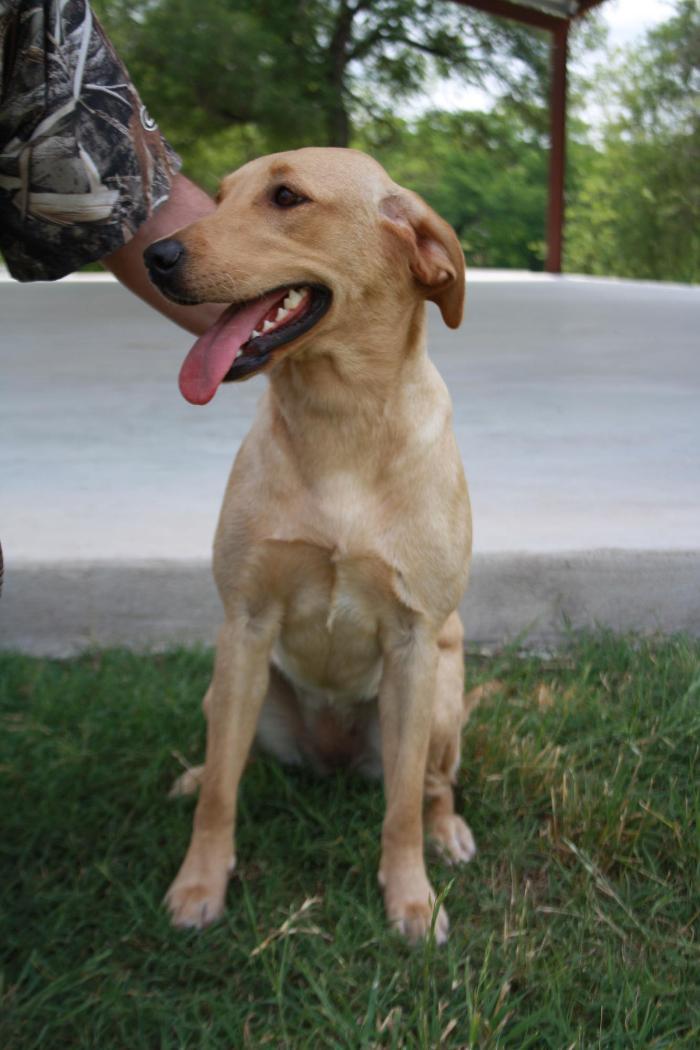Waterstone Labradors
