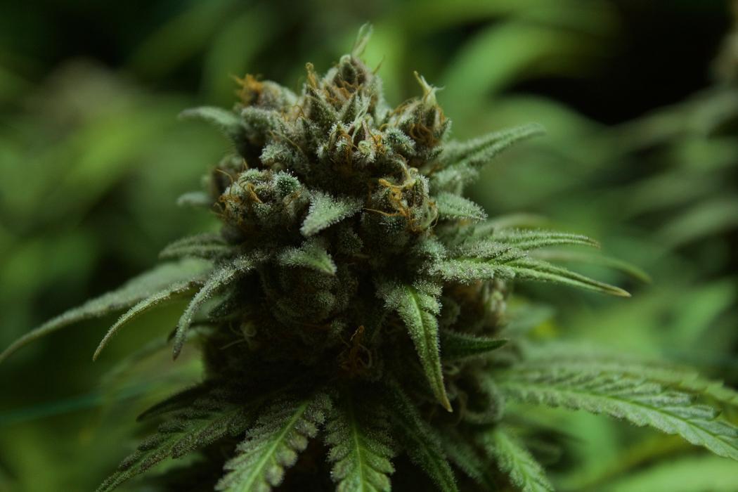 Curaleaf Dispensary Auburn