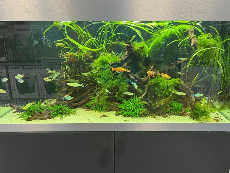 Maidenhead Aquatics Ascot