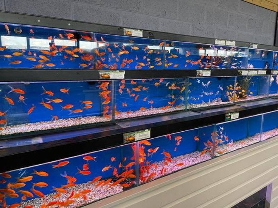 Maidenhead Aquatics Leicester