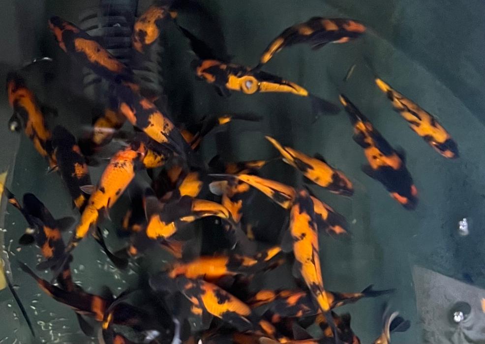 Maidenhead Aquatics Mere Park