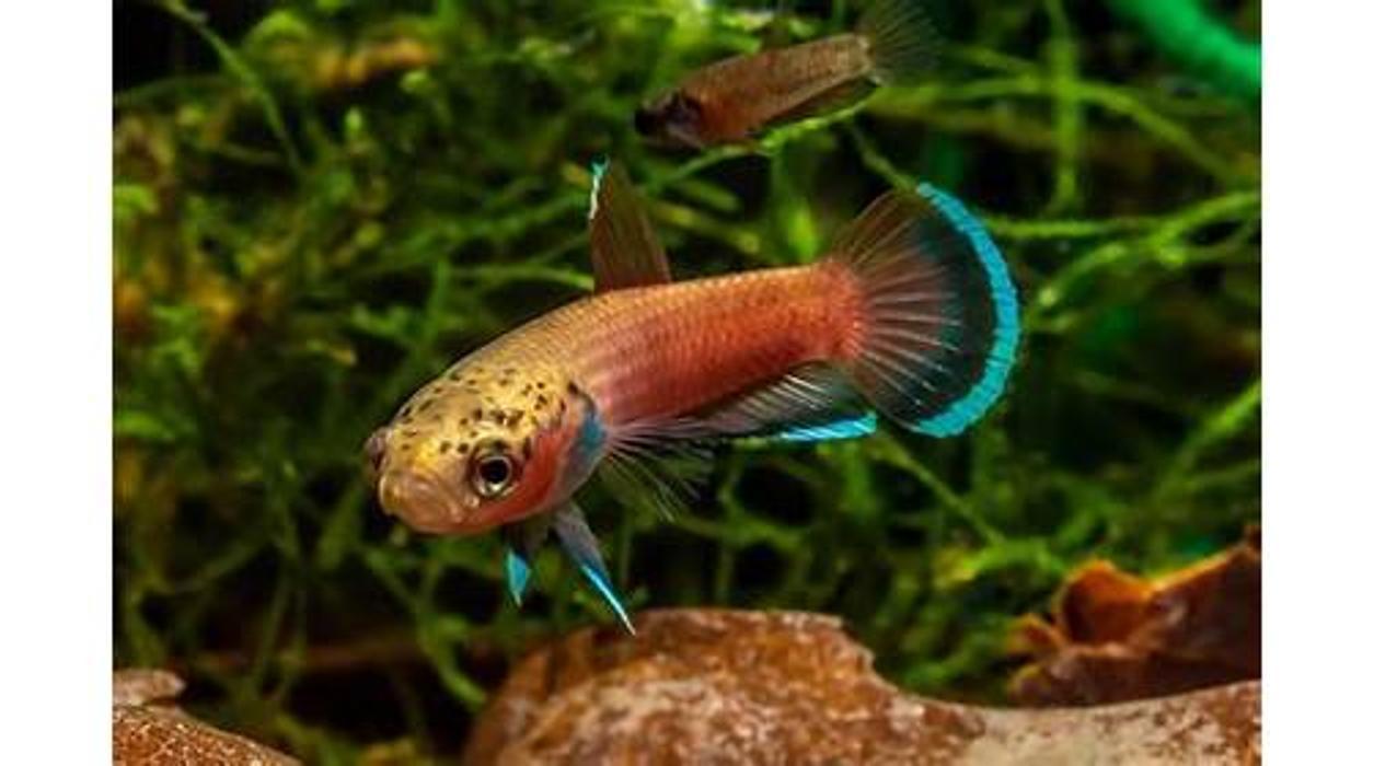 Maidenhead Aquatics Tong