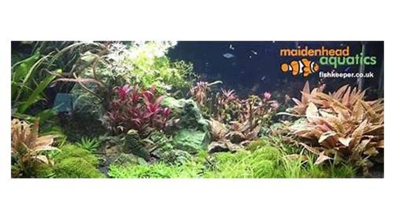 Maidenhead Aquatics Osterley