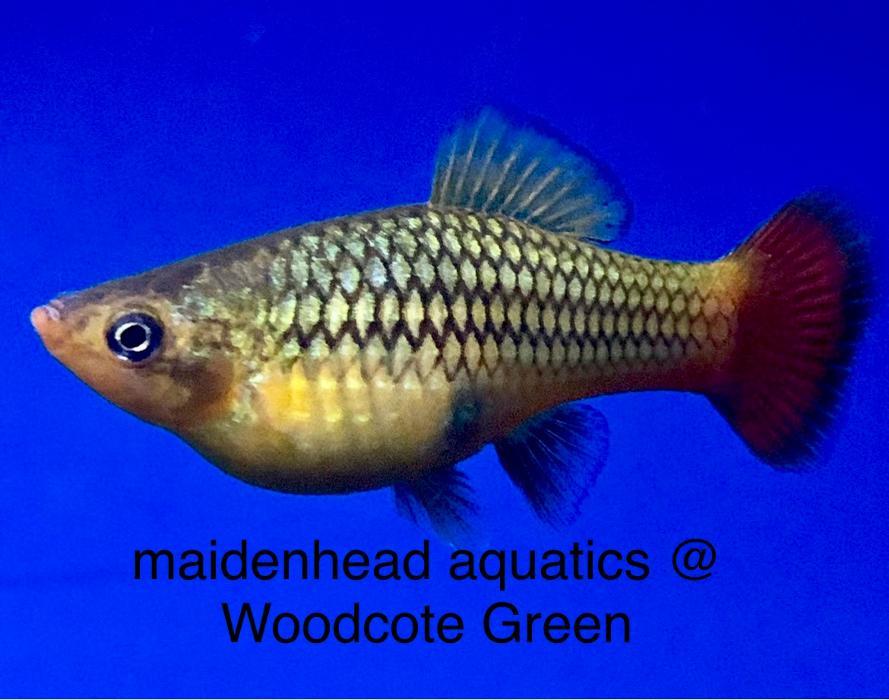Maidenhead Aquatics Woodcote Green
