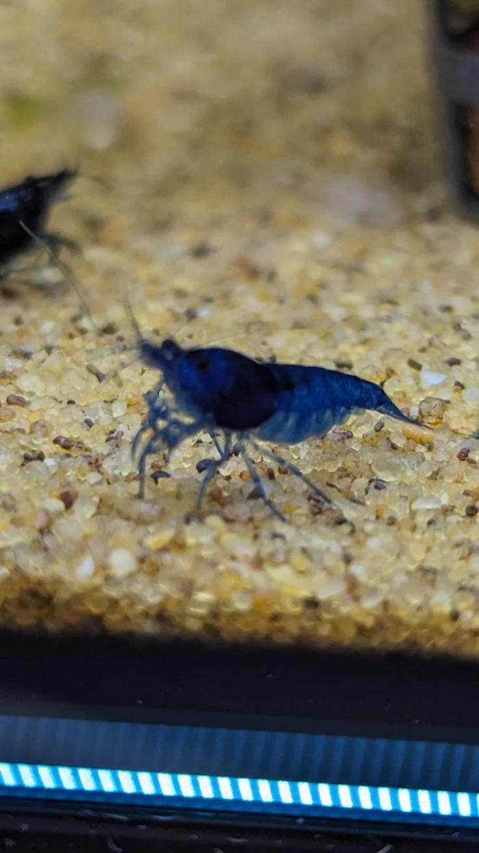 Maidenhead Aquatics Stokesley