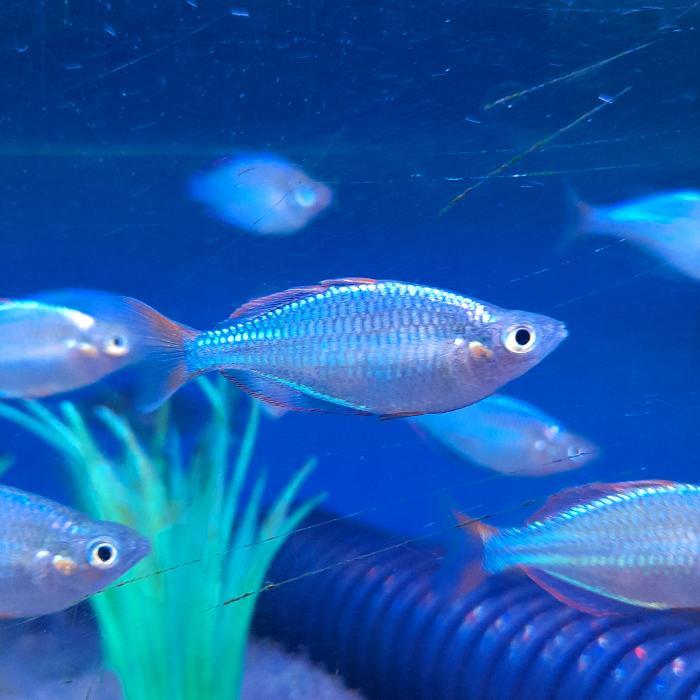 Maidenhead Aquatics Wigan