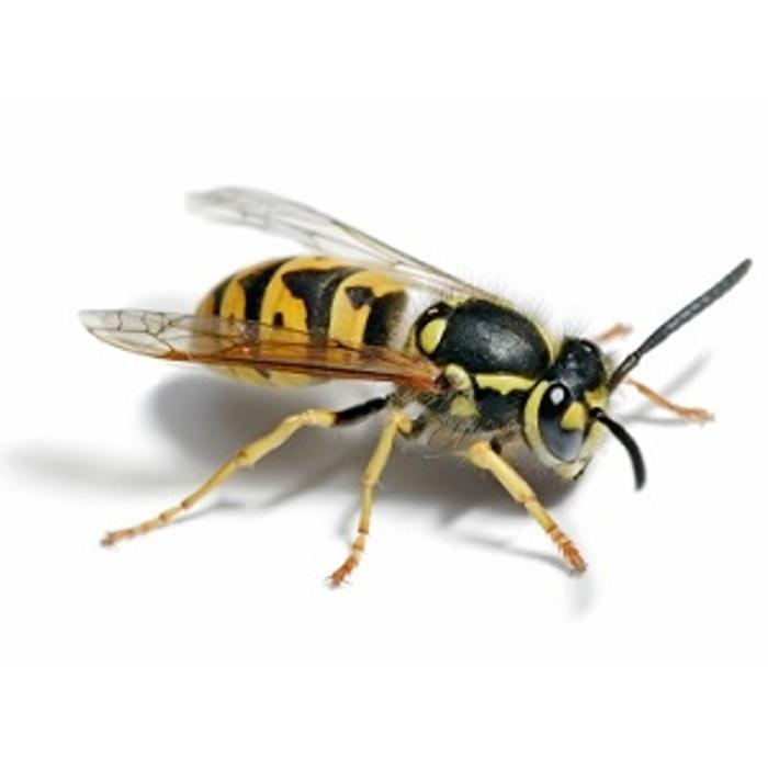 Don Valley Pest Management