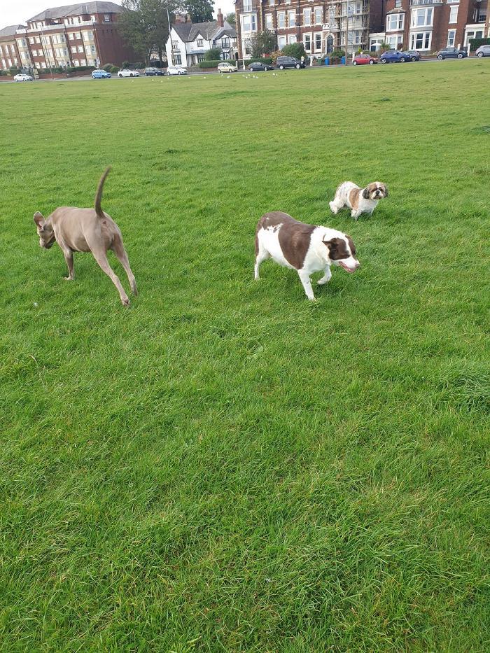 k9 Dog Walking & Pet Services