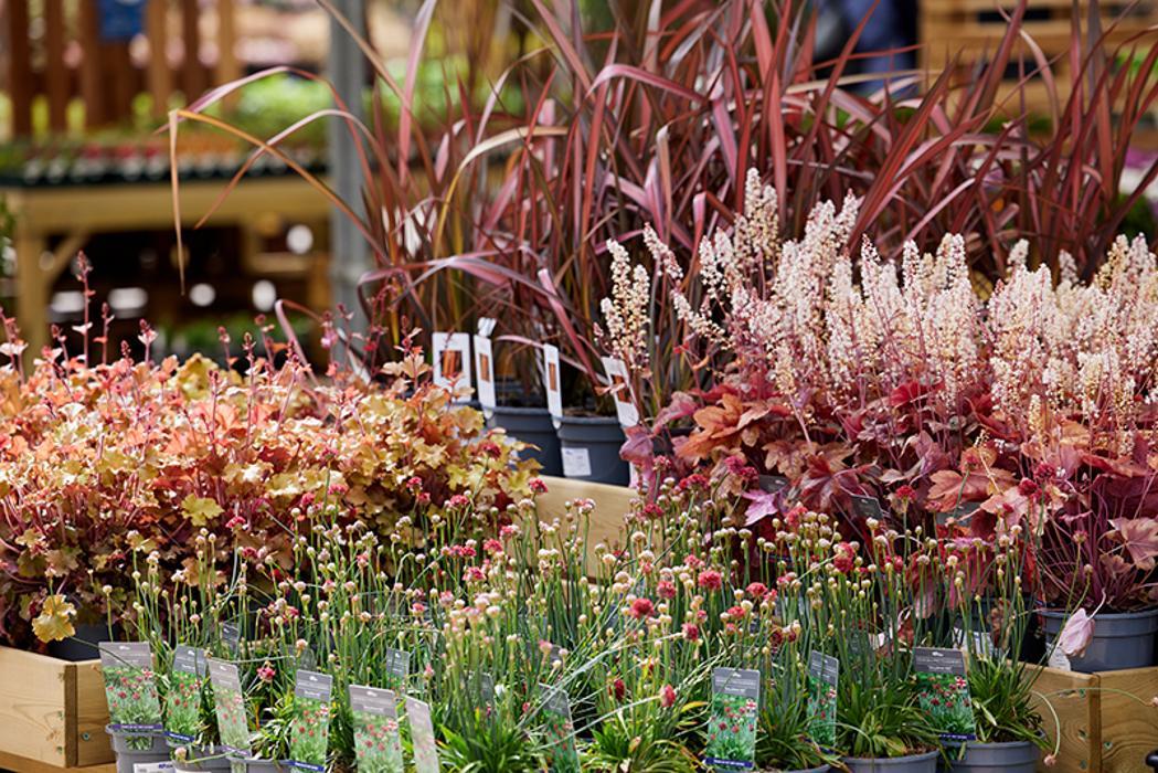 Hillier Garden Centre Syon Park