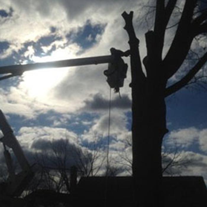 Father & Son Tree Service