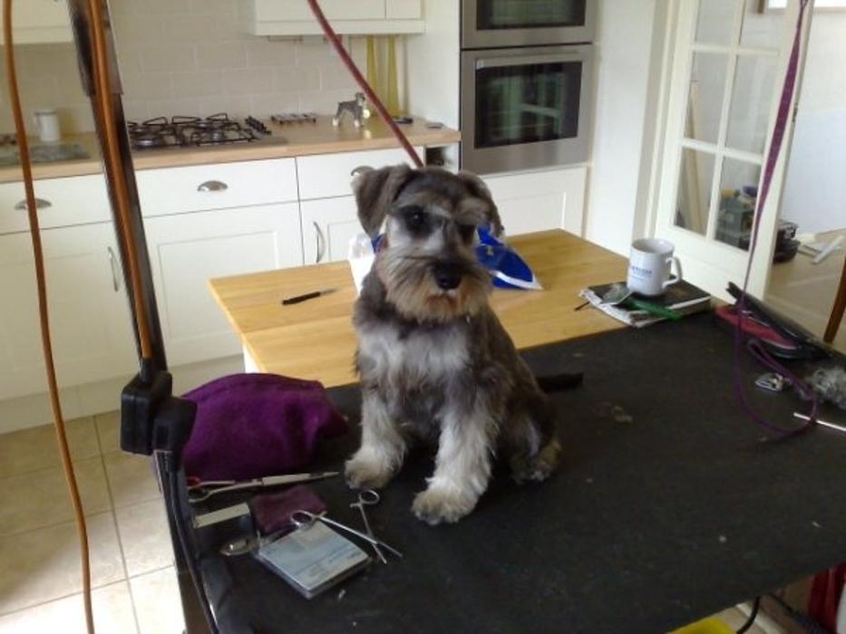 Jim Hilly Professional Dog Groomer