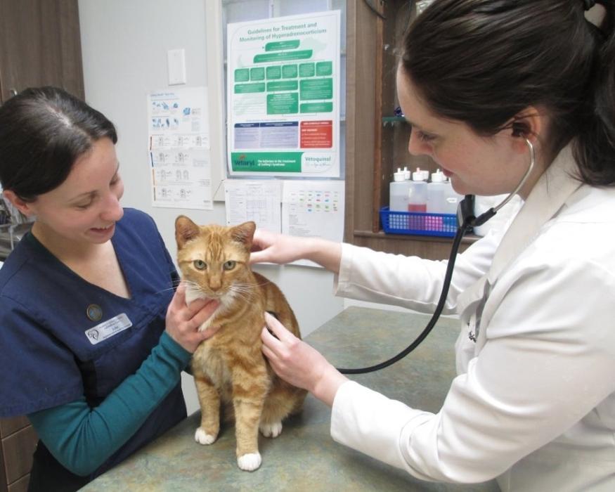 Anderson Animal Hospital