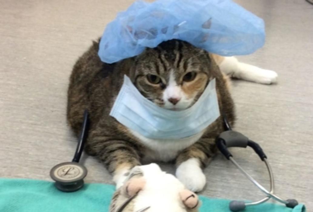 Pembina Veterinary Hospital